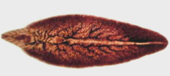 Gomila slanine